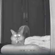 ヒメ日記 2025/08/04 19:26 投稿 猫山【ねこやま】 丸妻 西船橋店