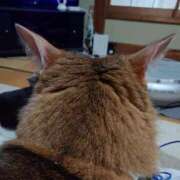 ヒメ日記 2025/08/27 17:52 投稿 猫山【ねこやま】 丸妻 西船橋店