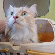 ヒメ日記 2025/09/07 10:18 投稿 猫山【ねこやま】 丸妻 西船橋店