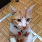 ヒメ日記 2025/10/09 19:37 投稿 猫山【ねこやま】 丸妻 西船橋店