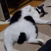 ヒメ日記 2025/10/15 18:00 投稿 猫山【ねこやま】 丸妻 西船橋店