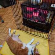 ヒメ日記 2025/11/11 18:26 投稿 猫山【ねこやま】 丸妻 西船橋店