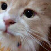 ヒメ日記 2025/11/16 17:56 投稿 猫山【ねこやま】 丸妻 西船橋店