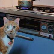 ヒメ日記 2025/11/19 17:29 投稿 猫山【ねこやま】 丸妻 西船橋店