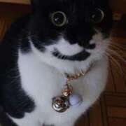 ヒメ日記 2025/12/05 06:10 投稿 猫山【ねこやま】 丸妻 西船橋店