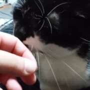 ヒメ日記 2025/12/17 17:57 投稿 猫山【ねこやま】 丸妻 西船橋店