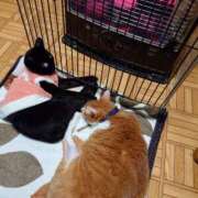 ヒメ日記 2026/01/17 10:04 投稿 猫山【ねこやま】 丸妻 西船橋店