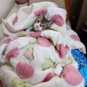 ヒメ日記 2026/01/18 06:53 投稿 猫山【ねこやま】 丸妻 西船橋店