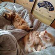 ヒメ日記 2026/01/27 17:53 投稿 猫山【ねこやま】 丸妻 西船橋店