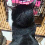 ヒメ日記 2026/01/28 07:22 投稿 猫山【ねこやま】 丸妻 西船橋店