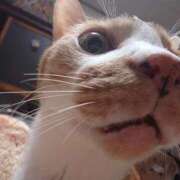 ヒメ日記 2026/01/28 18:43 投稿 猫山【ねこやま】 丸妻 西船橋店