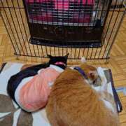 ヒメ日記 2026/01/30 18:45 投稿 猫山【ねこやま】 丸妻 西船橋店