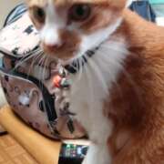 ヒメ日記 2026/02/06 16:49 投稿 猫山【ねこやま】 丸妻 西船橋店