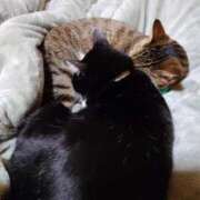 ヒメ日記 2026/02/07 09:52 投稿 猫山【ねこやま】 丸妻 西船橋店