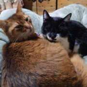 ヒメ日記 2026/02/16 19:17 投稿 猫山【ねこやま】 丸妻 西船橋店