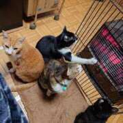 ヒメ日記 2026/02/19 06:21 投稿 猫山【ねこやま】 丸妻 西船橋店