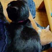 ヒメ日記 2026/02/20 17:21 投稿 猫山【ねこやま】 丸妻 西船橋店