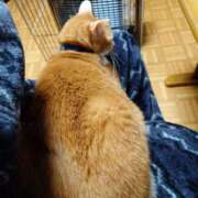 ヒメ日記 2026/02/23 06:53 投稿 猫山【ねこやま】 丸妻 西船橋店