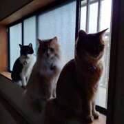 ヒメ日記 2026/02/24 19:27 投稿 猫山【ねこやま】 丸妻 西船橋店