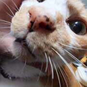 猫山【ねこやま】 次回は金曜日♡ 丸妻 西船橋店