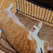 猫山【ねこやま】 [お題]from:マックさん 丸妻 西船橋店