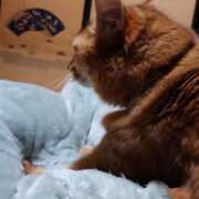 猫山【ねこやま】 フミフミ、パン職人(*´ω｀*) 丸妻 西船橋店