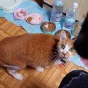 ヒメ日記 2026/03/03 09:58 投稿 猫山【ねこやま】 丸妻 西船橋店