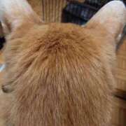 ヒメ日記 2026/03/06 19:28 投稿 猫山【ねこやま】 丸妻 西船橋店