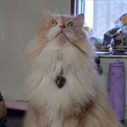 ヒメ日記 2026/03/07 09:54 投稿 猫山【ねこやま】 丸妻 西船橋店