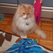 ヒメ日記 2026/03/11 08:16 投稿 猫山【ねこやま】 丸妻 西船橋店