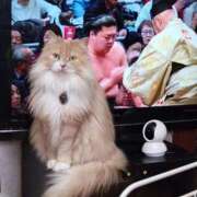 ヒメ日記 2026/03/11 16:53 投稿 猫山【ねこやま】 丸妻 西船橋店