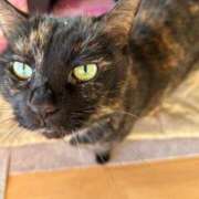 ヒメ日記 2026/03/12 18:22 投稿 猫山【ねこやま】 丸妻 西船橋店