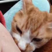 ヒメ日記 2026/03/14 17:57 投稿 猫山【ねこやま】 丸妻 西船橋店
