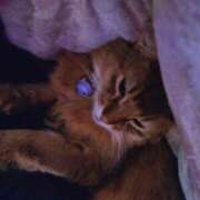 ヒメ日記 2026/03/15 06:56 投稿 猫山【ねこやま】 丸妻 西船橋店
