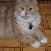 ヒメ日記 2026/03/15 18:42 投稿 猫山【ねこやま】 丸妻 西船橋店