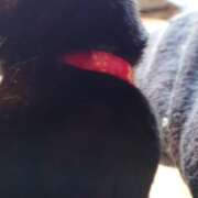 ヒメ日記 2026/03/17 16:20 投稿 猫山【ねこやま】 丸妻 西船橋店