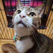 ヒメ日記 2026/03/18 07:28 投稿 猫山【ねこやま】 丸妻 西船橋店