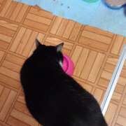 ヒメ日記 2026/03/22 15:33 投稿 猫山【ねこやま】 丸妻 西船橋店