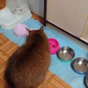 ヒメ日記 2026/03/22 17:07 投稿 猫山【ねこやま】 丸妻 西船橋店