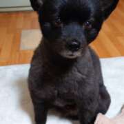 ヒメ日記 2026/03/25 19:21 投稿 猫山【ねこやま】 丸妻 西船橋店