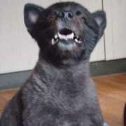 ヒメ日記 2026/03/26 17:16 投稿 猫山【ねこやま】 丸妻 西船橋店