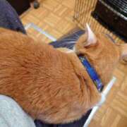 ヒメ日記 2026/03/29 08:13 投稿 猫山【ねこやま】 丸妻 西船橋店