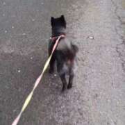 ヒメ日記 2026/03/30 18:51 投稿 猫山【ねこやま】 丸妻 西船橋店