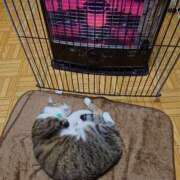 ヒメ日記 2026/04/03 09:01 投稿 猫山【ねこやま】 丸妻 西船橋店