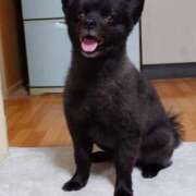 ヒメ日記 2026/04/05 18:57 投稿 猫山【ねこやま】 丸妻 西船橋店