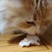 ヒメ日記 2026/04/06 08:42 投稿 猫山【ねこやま】 丸妻 西船橋店