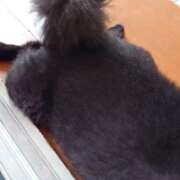 ヒメ日記 2026/04/06 15:19 投稿 猫山【ねこやま】 丸妻 西船橋店