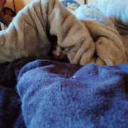 ヒメ日記 2026/04/09 19:06 投稿 猫山【ねこやま】 丸妻 西船橋店