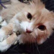 ヒメ日記 2026/04/11 07:34 投稿 猫山【ねこやま】 丸妻 西船橋店