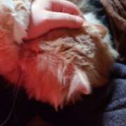 ヒメ日記 2026/04/12 06:58 投稿 猫山【ねこやま】 丸妻 西船橋店